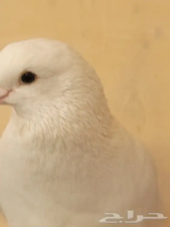 Exquisite Fancy Pigeons with Cage for Sale in Riyadh   Rare 22