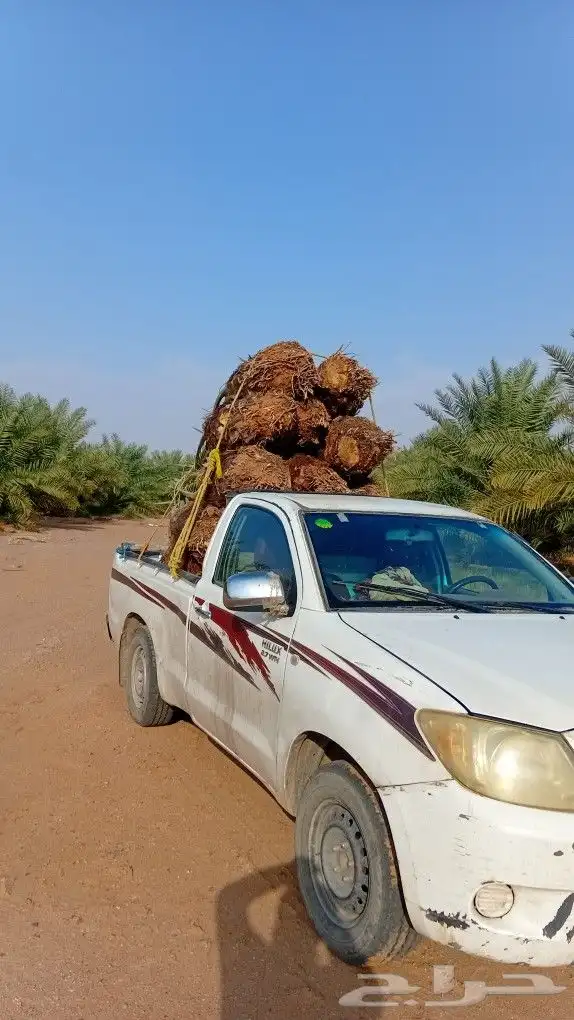 توريد جميع انواع النخيل 6