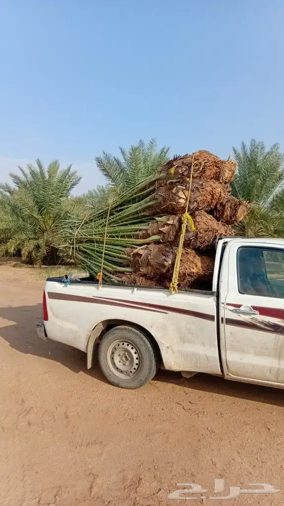 توريد جميع انواع النخيل 7