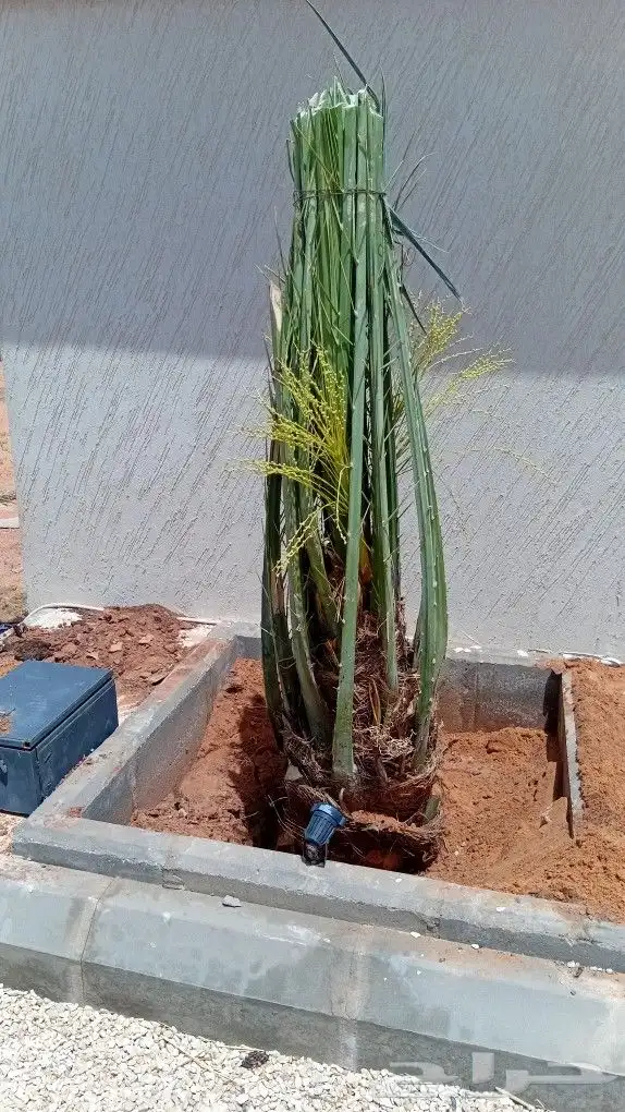 توريد جميع انواع النخيل 0