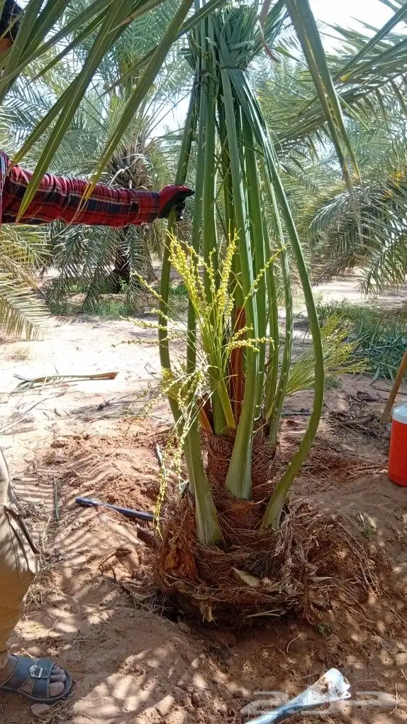 توريد جميع انواع النخيل 3