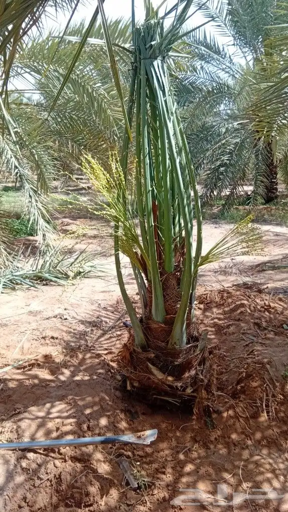 توريد جميع انواع النخيل 4
