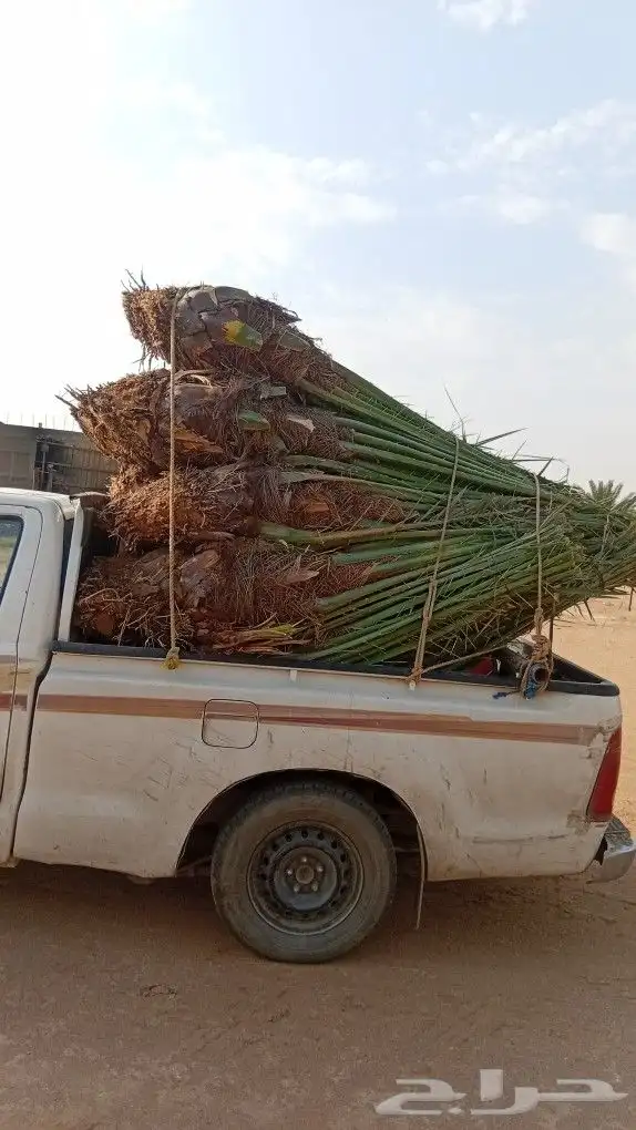 توريد جميع انواع النخيل 5