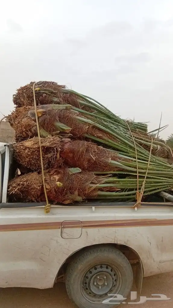 توريد جميع انواع النخيل 8