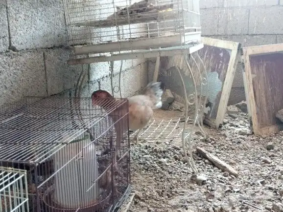 دجاج باكستاني 13