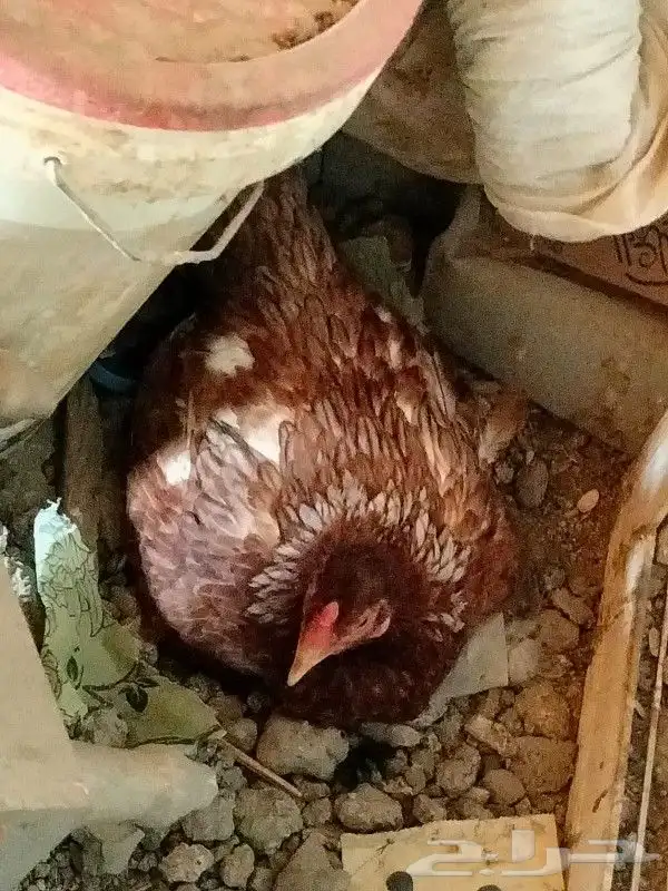 دجاج باكستاني 11