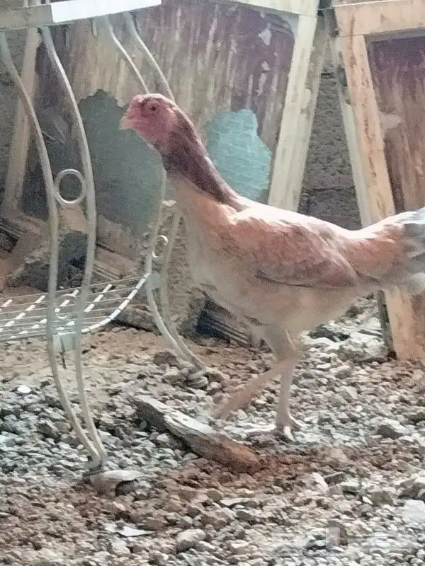 دجاج باكستاني 10