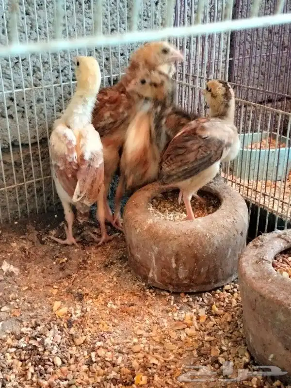 دجاج باكستاني 12