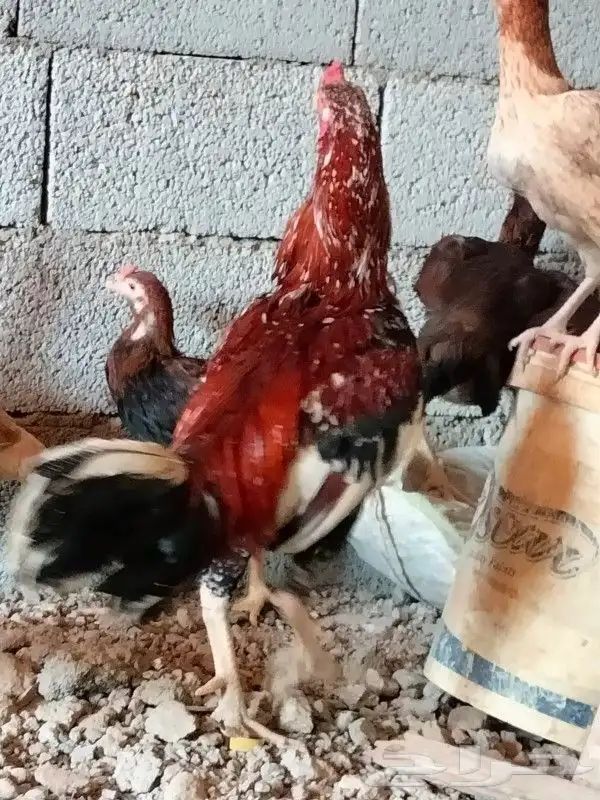 دجاج باكستاني 2