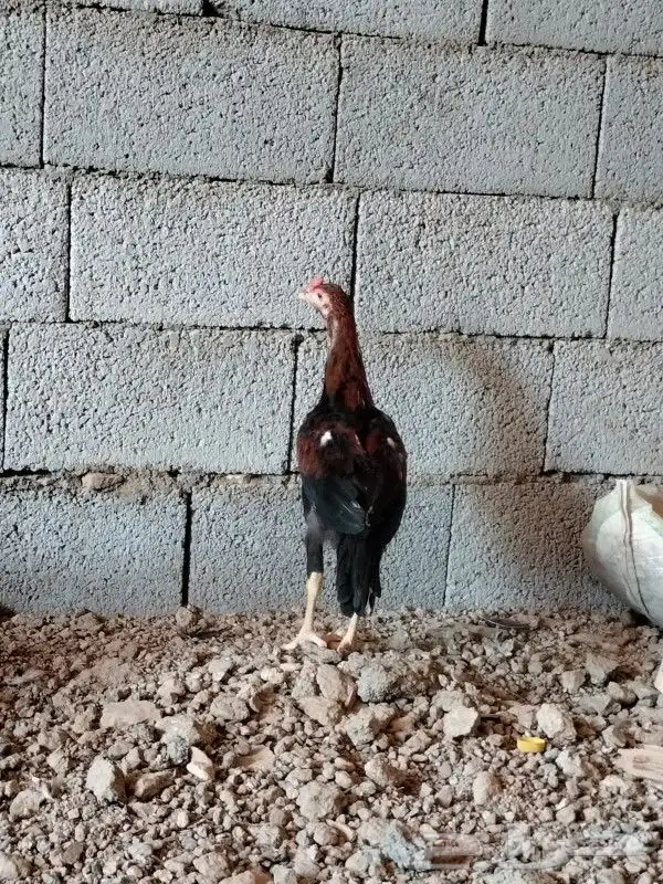 دجاج باكستاني 6