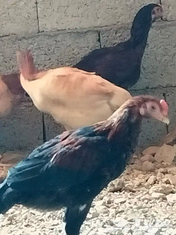 دجاج باكستاني 5