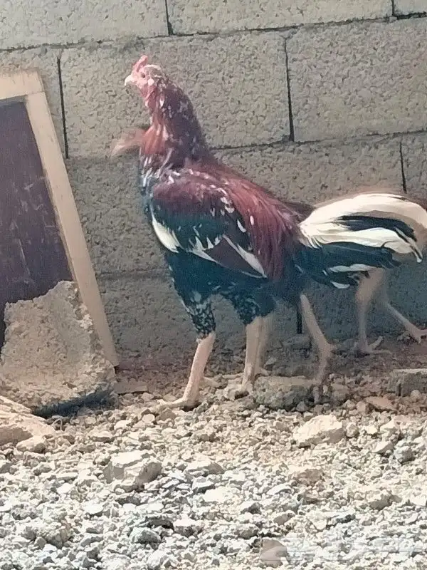 دجاج باكستاني 0