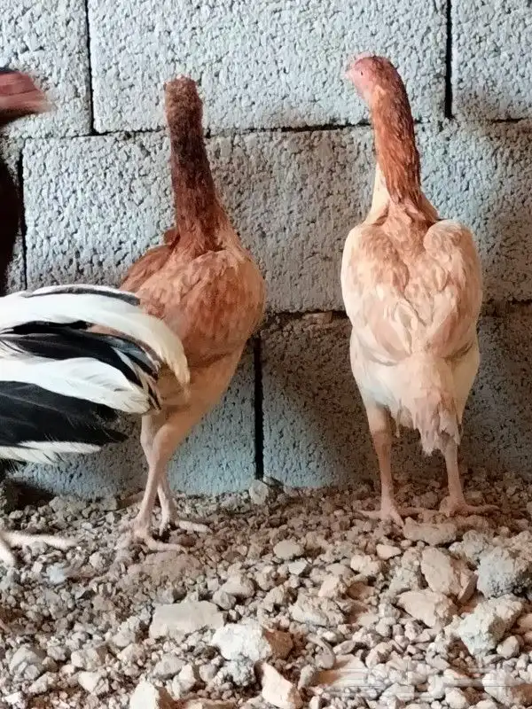 دجاج باكستاني 3