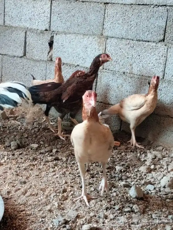 دجاج باكستاني 8