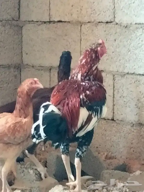 دجاج باكستاني 1