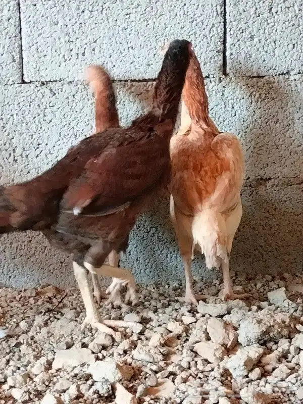 دجاج باكستاني 9