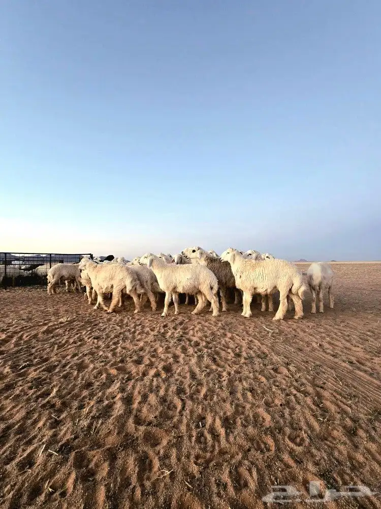 خرفان ضحايا جبره ومغلقه 1