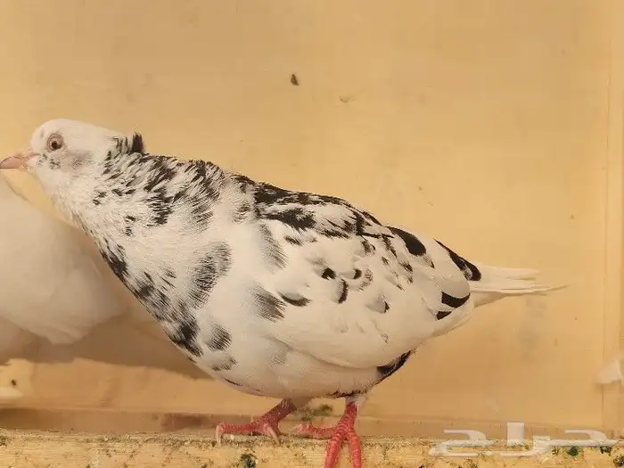 Exquisite Fancy Pigeons with Cage for Sale in Riyadh   Rare 18