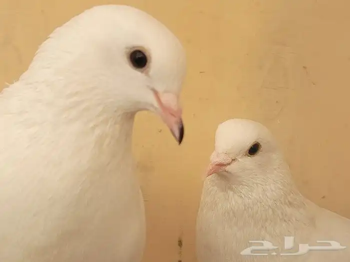 Exquisite Fancy Pigeons with Cage for Sale in Riyadh   Rare 15