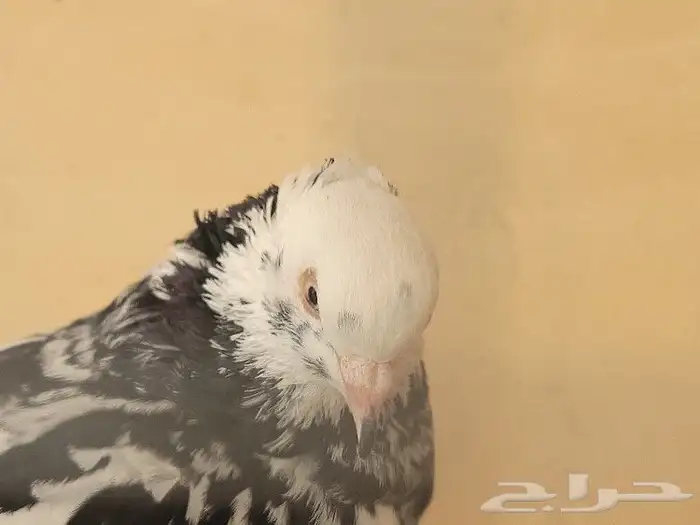 Exquisite Fancy Pigeons with Cage for Sale in Riyadh   Rare 23