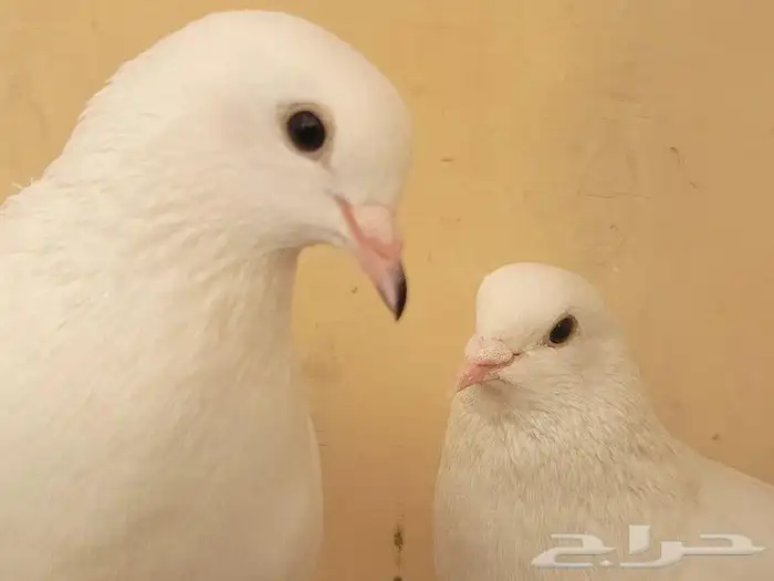 Exquisite Fancy Pigeons with Cage for Sale in Riyadh   Rare 3