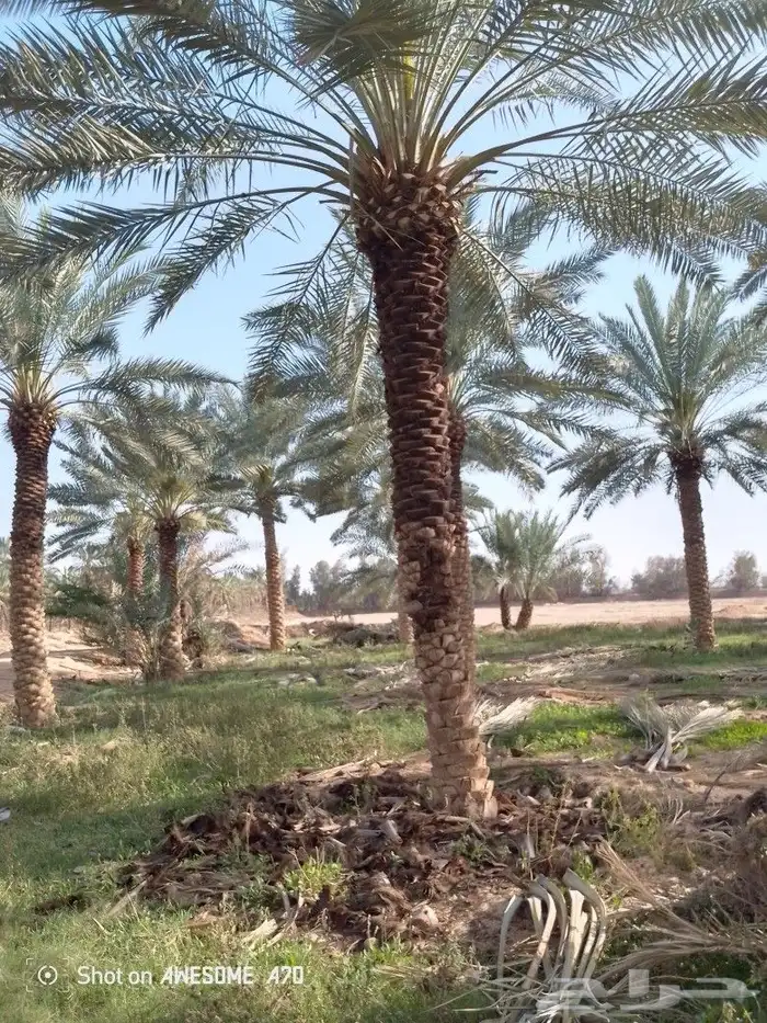 نعم الجميع اشكال النخيل تقريبا نخل تلقيح النخل تشويك النخل 1