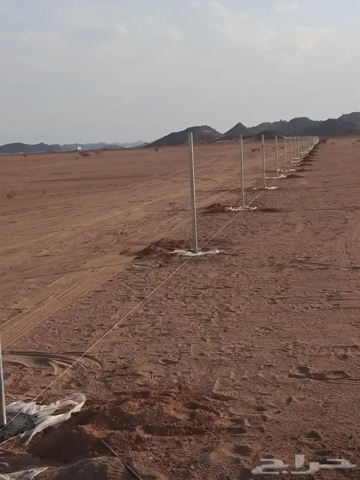 شبوك ونخيل وأشجار زيتون 3