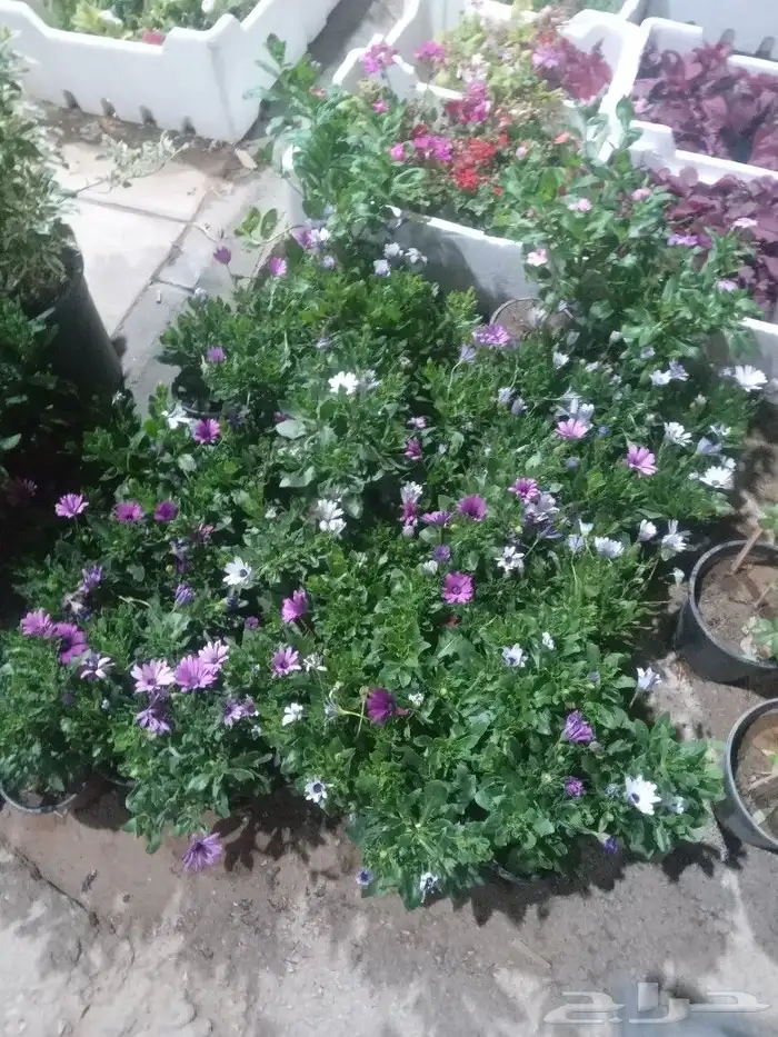 تنسيق حديق وفني شبكات وبيع النخل العربي والزينه والتيل0 7