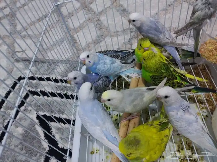 فروخ طيور الحب 4