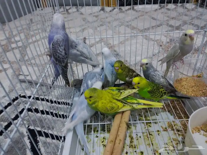 فروخ طيور الحب 2