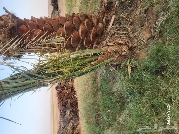 جميع انواع النخيل متوفره 2