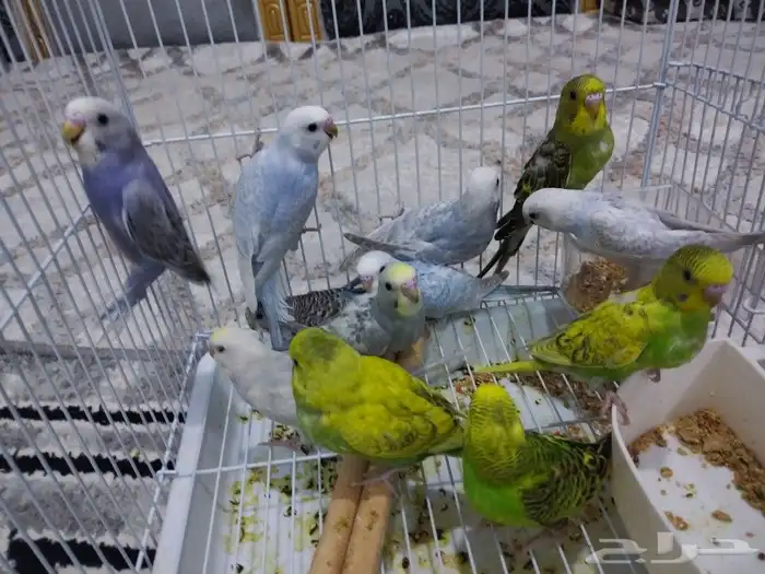 فروخ طيور الحب 5
