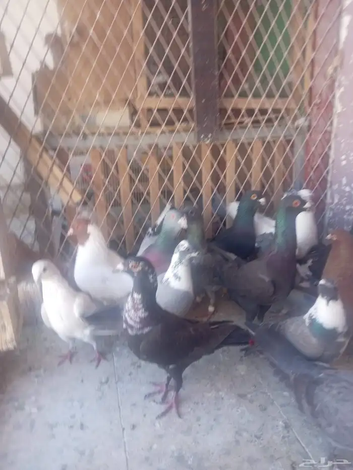 حمام كش 7