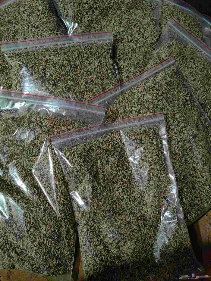 اكل طيور الزينه 1