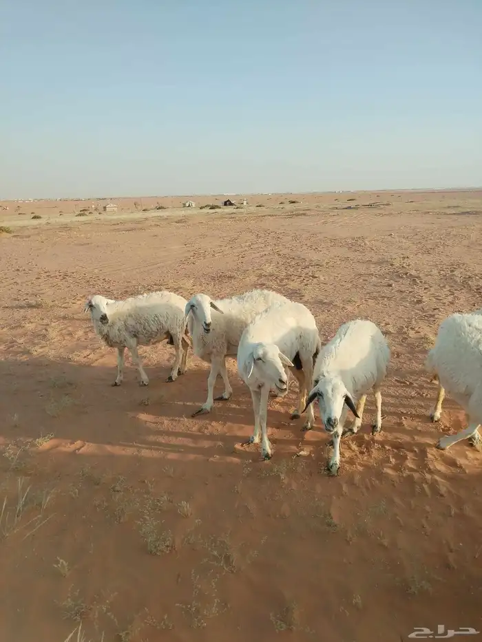 بيع غنم وغرفه 0