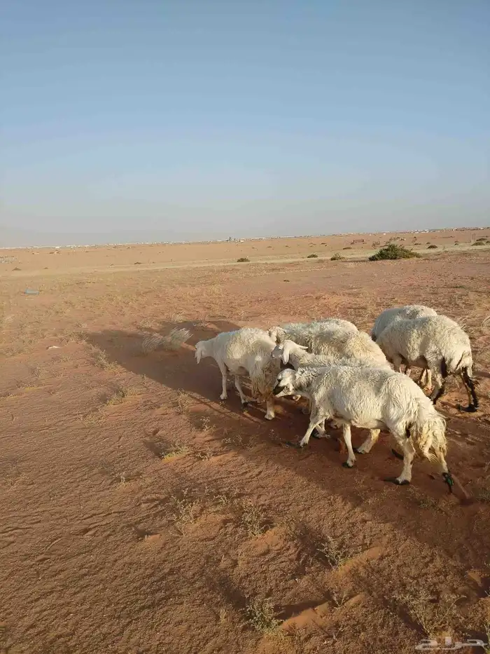 بيع غنم وغرفه 6