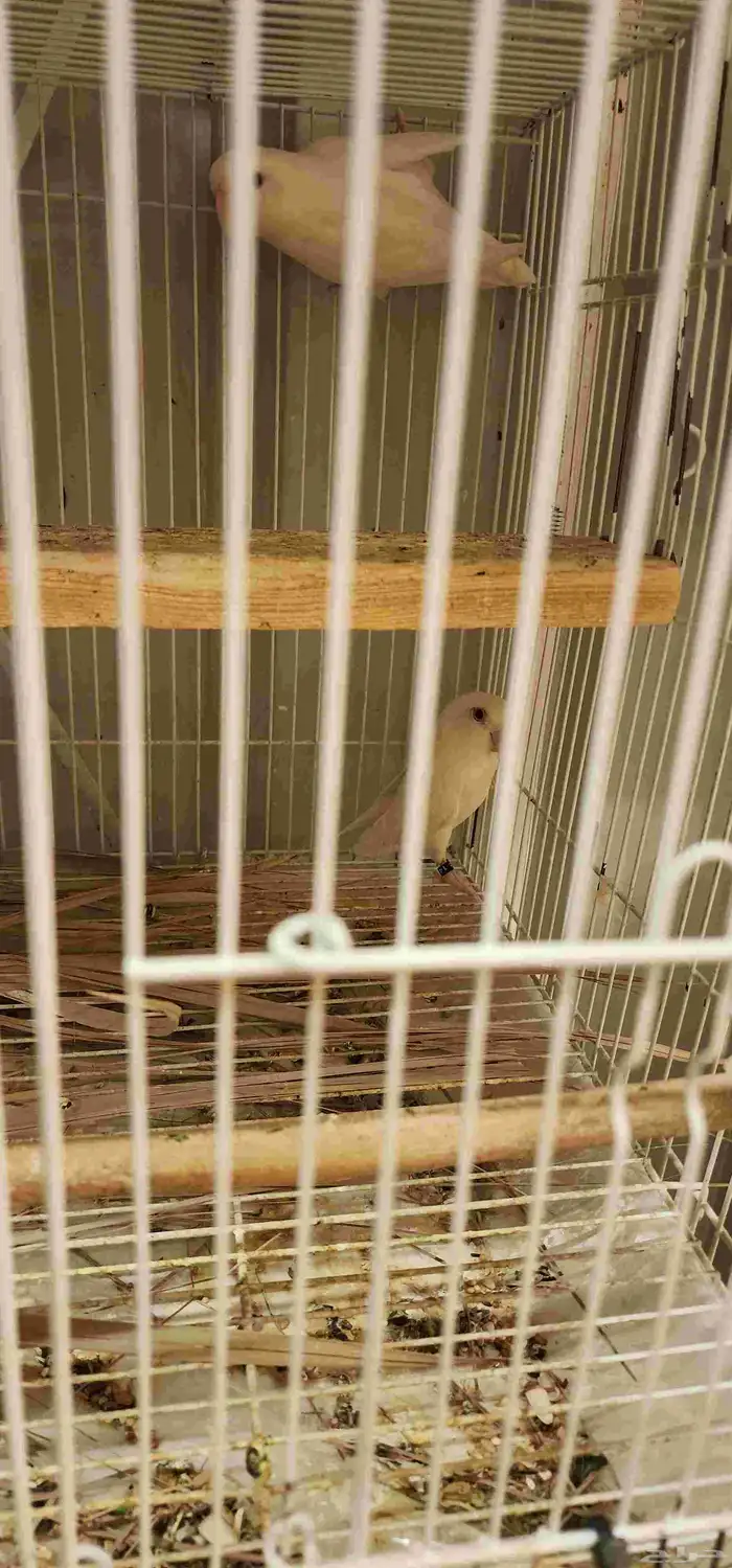 أجواز ألبينو للبيع 3