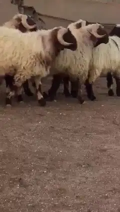 فحول نعيم صنف للبيع 1