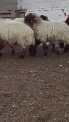 فحول نعيم صنف للبيع 4