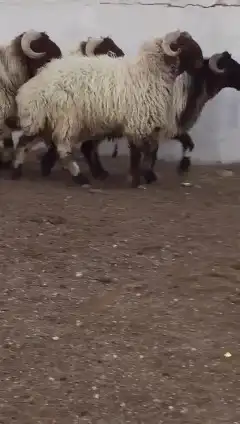 فحول نعيم صنف للبيع 3