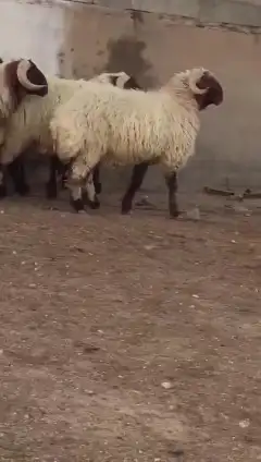 فحول نعيم صنف للبيع 0