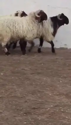 فحول نعيم صنف للبيع 2