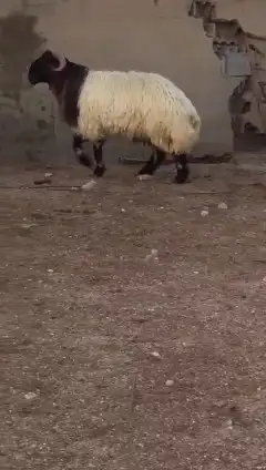 فحول نعيم صنف للبيع 5
