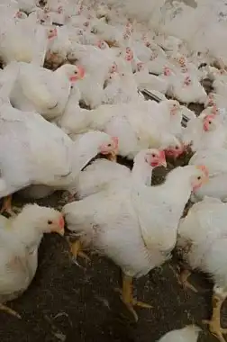 انا مشرف مزارع دجاج ابيض تسمين المملكه العربيه السعوديه 0