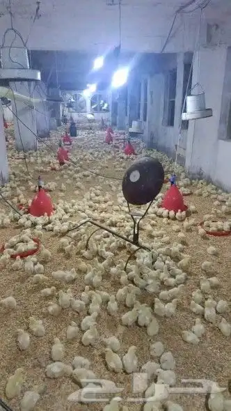 انا مشرف مزارع دجاج ابيض تسمين المملكه العربيه السعوديه 9