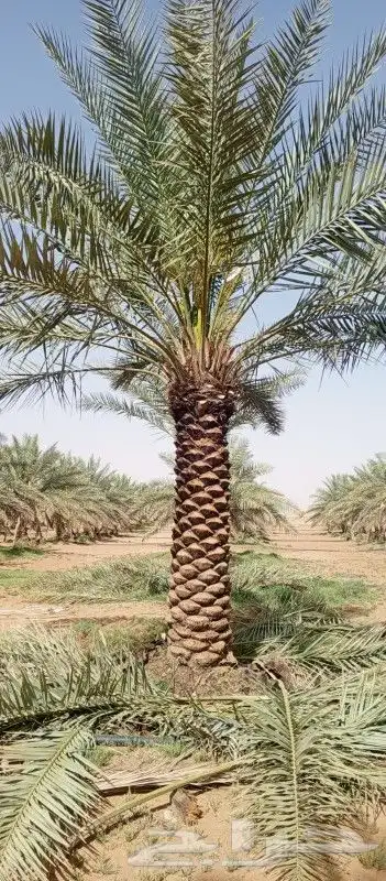 نخل اخلاص جميع المقاسات متوفره 1