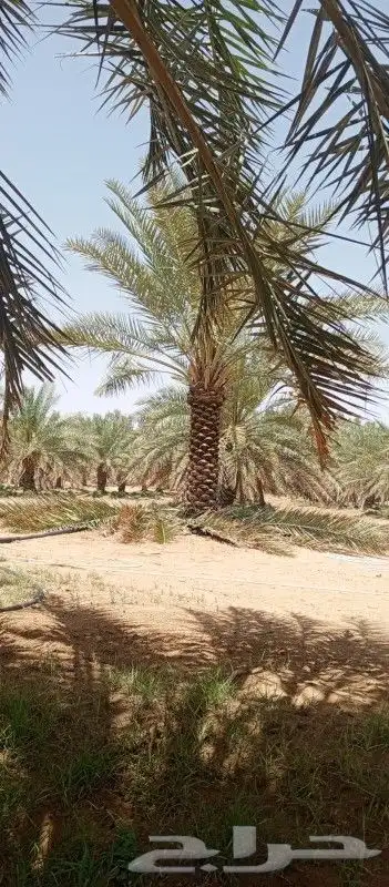 نخل اخلاص جميع المقاسات متوفره 3