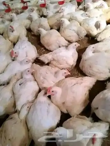 انا مشرف مزارع دجاج ابيض تسمين المملكه العربيه السعوديه 8