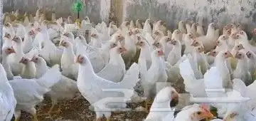 انا مشرف مزارع دجاج ابيض تسمين المملكه العربيه السعوديه 5