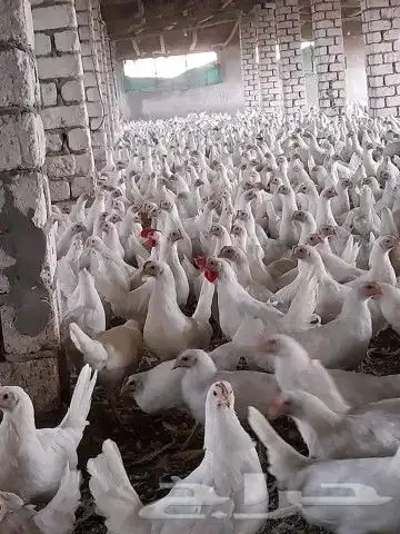 انا مشرف مزارع دجاج ابيض تسمين المملكه العربيه السعوديه 4